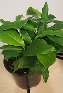 Item #12  Plant #1 Cardamom Plant