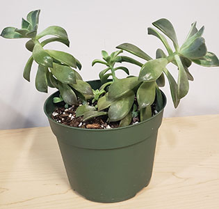 Item #20 Plant #3 Ghost Plant