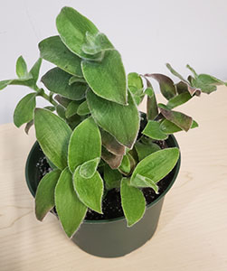 Item #24 Plant #4 Hairy Trodesscantio