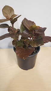 Item #28 Plant #5 Acalypho Brazen