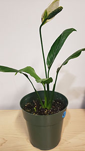 Item #36 Plant #7 Peace Lily