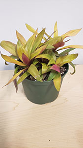 Item #39 Plant #8 Tradescantia