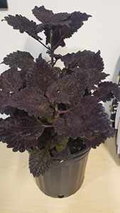 Item #45 Plant #10 Coleus Blackberry Waffle