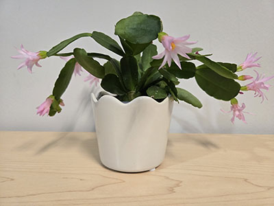 Item #10 Light Pink Easter Cactus