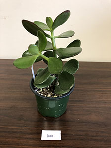 Item #10 Plant #3 Jade