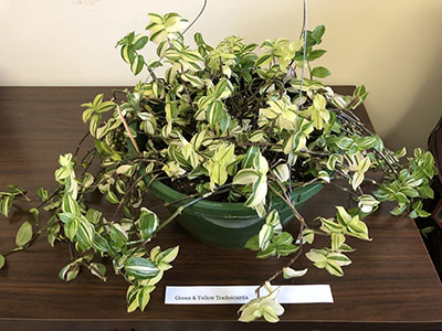 Item #13 Plant #4 Green & Yellow Tradescantia