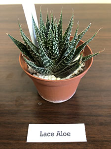 Item #16 Plant #5 Lace Aloe