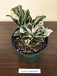 Item #19 Plant #6 Calathea “White Fusion”