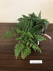 Item #22 Plant #7 Rabbit’s Foot Fern