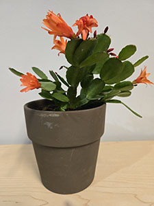 Item #26 Orange Easter Cactus