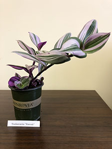 Item #26 Plant #8 Tradascantia “Nanouk”