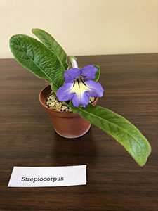 Item #28 Plant #9 Streptocorpus Cape Prim Rose