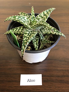 Item #30 Plant #10 Aloe