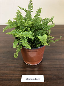 Item #32 Plant #11 Medium Fern