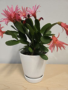 Item #33 Dark Pink Easter Cactus