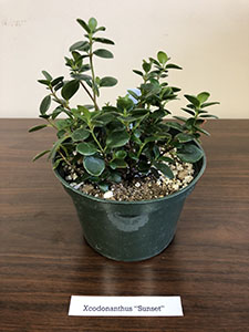 Item #34 Plant #12 Xcodonanthus “Sunset”