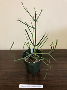 Item #37 Plant #13 Euphorbia tirucalli (Pencil Sticks Cactus)