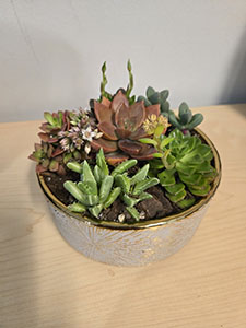 Item #3 Succulent Bowl