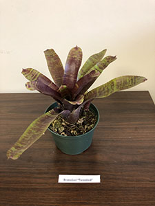 Item #45 Plant #16 Bromeliad “Tarnished”