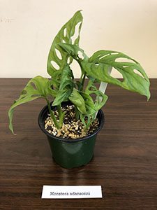 Item #48 Plant #17 Monstera adansonni