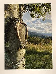 Item #49 Tree and Mountains