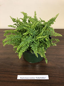 Item #52 Plant #18 Nephrolepis exaltata “Fluffy Ruffles”
