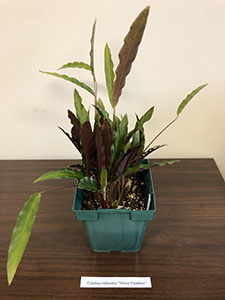 Item #55 Plant #19 Calathea rufibarba “Velvet Calathea”