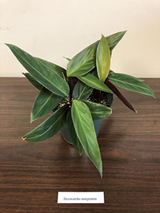 Item #57 Plant #20 Stromanthe Sanguinea