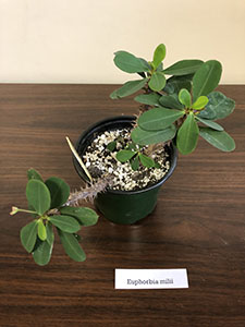 Item #59 Plant #21 Euphorbia milii Crown of Thorns