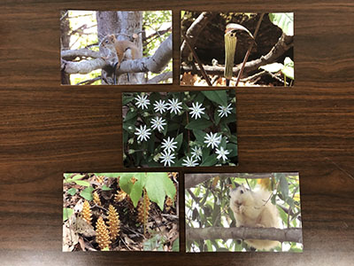 Item #5 Flora and Fauna Postcard Set