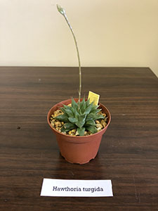 Item #61 Plant #22 Hawthoria turgida