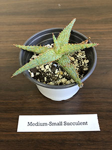 Item #63 Plant #23 Medium-Small Succulent