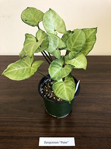 Item #64 Plant #24 Syngonium “Pixie”