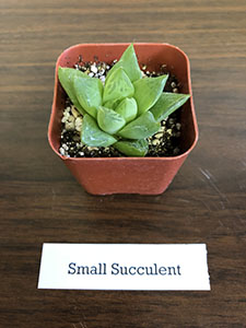 Item #66 Plant #25 Small Succulent