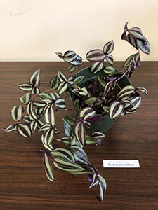 Item #68 Plant #26 Tradescantia zebrina Inch Plant