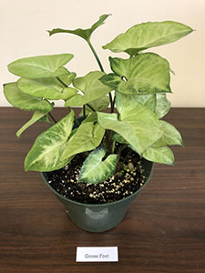 Item #6 Plant #2 Goose Foot