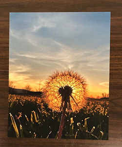 Item #9 Dandelion Photo